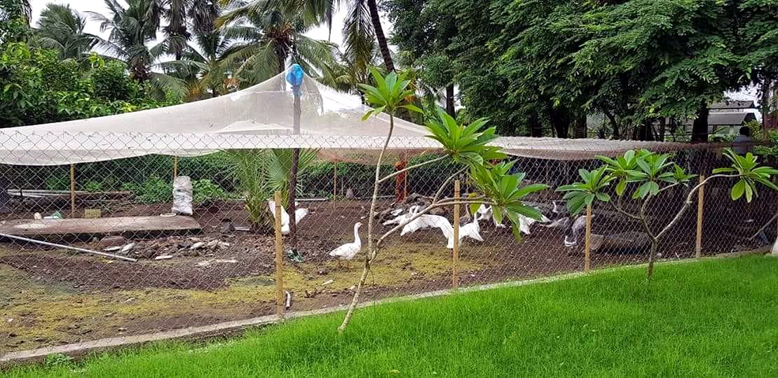 Farm birds in the poultry garden