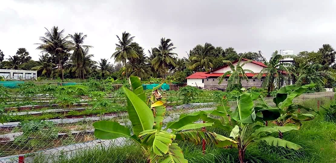 Rows of crops on the agro farm
