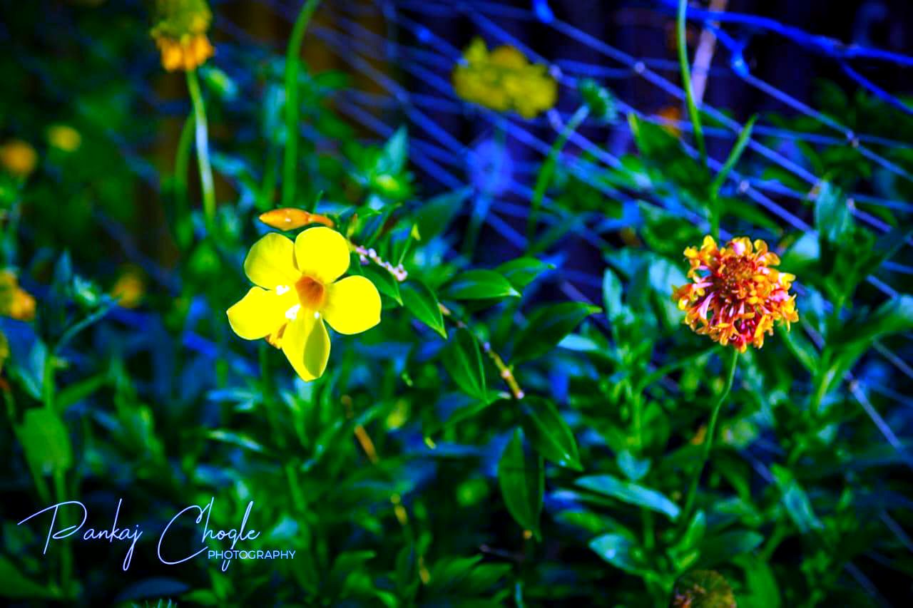 Wildflowers on the farm